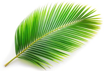 Obraz premium tropical coconut leaf isolated on white background at a tilted angle