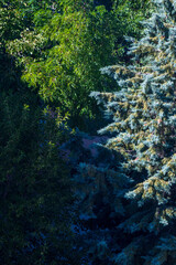 Evergreen Trees Divided by Morning Sunlight: A Duality Concept in Triangle Shape