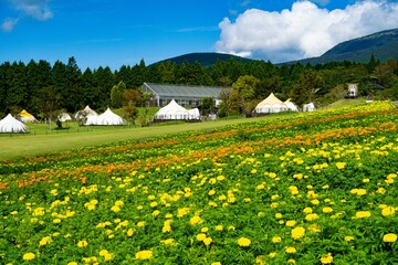久住高原のマリーゴｰルド
