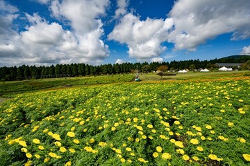 久住高原のマリーゴｰルド