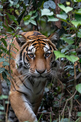 Obraz premium Tiger stalking through the dense jungle foliage
