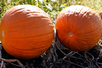 Kürbisse und Kürbisblüten auf dem Feld kurz vor der Ernte - Pumpkins and squash blossoms in the...