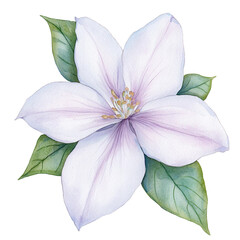 Obraz premium A Beautiful Collection of Watercolor Flowers