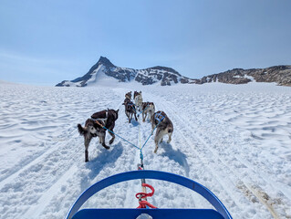 Dog sled in a glacier