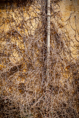 Un sendero sereno rodeado de exuberante vegetación, perfecto para paseos tranquilos o una escapada tranquila a la naturaleza.