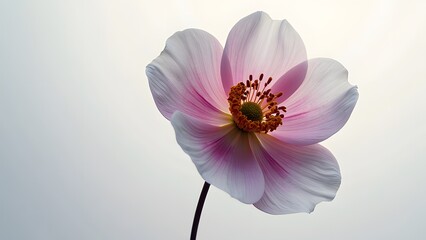 Obraz premium White and pink cosmos flowers on blue sky background with sun light Generated by AI