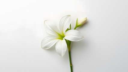 Fototapeta premium White lily flower on white background with copy space for text Generated by AI