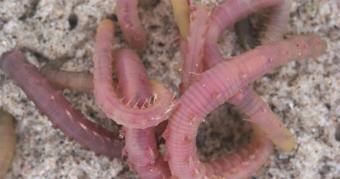 Colony of Arenicola marina worms close-up, class Polychaeta. They inhabit the intertidal zone and dig holes in silty-sandy soil. White Sea