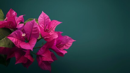 Fototapeta premium A bold magenta bougainvillea flower isolated on a dark green background.