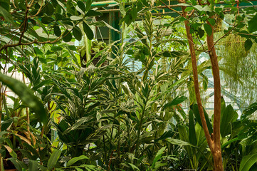 Tropical plants in the botanical garden. Natural background.