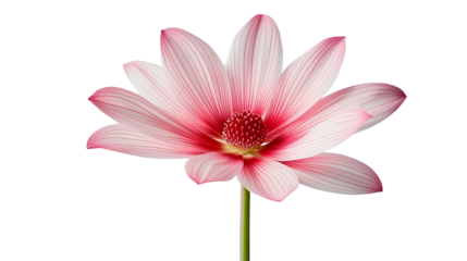 Pink flower on stem with light background and gray sky