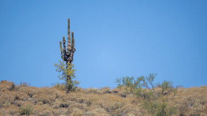 Saguaro cactus on desert ridge in the Pobrecito area of the Salt River recreational area in Mesa Arizona United States