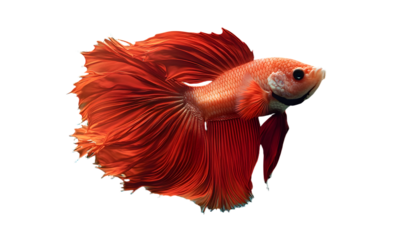 red color of Siamese fighting fish betta Thailand fish movement