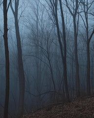 Obraz premium dark foggy forest trees silhouette mysterious landscape