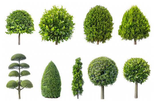collection of topiary bushes in various shapes and sizes, isolated on white.