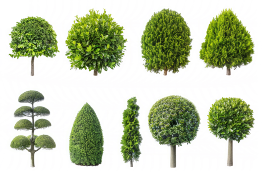 collection of topiary bushes in various shapes and sizes, isolated on white.
