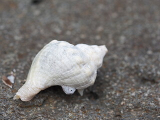 浜に落ちていた巻貝