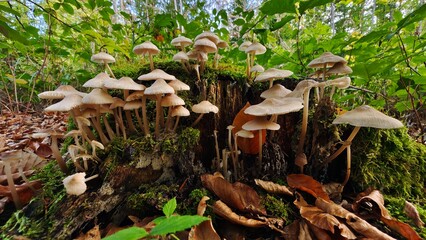 Fototapety na wymiar - Fototapeta24.pl