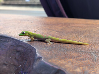 Little gecko standing in a wooden bar table