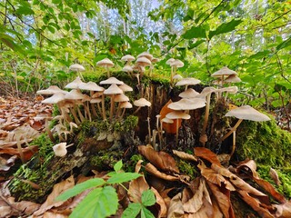 Fototapety na wymiar - Fototapeta24.pl