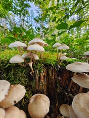 Fototapety na wymiar - Fototapeta24.pl