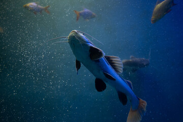 A picture of Redtail catfish (Phractocephalus hemioliopterus) which is a freshwater fish.