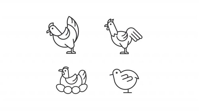 Animated domestic chickens icons. Farm birds line animation library. Eggs nest, livestock. Farming, nature. Black illustrations on white background. HD video with alpha channel. Motion graphic