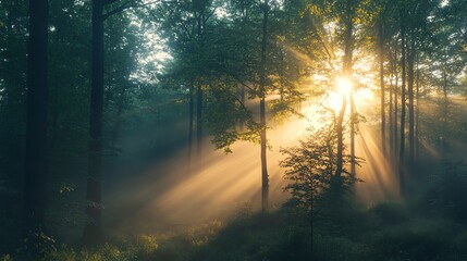 Obraz premium Sunlight streams through a misty forest, creating a magical and serene atmosphere.