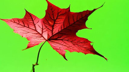Red maple leaf gently falling against green screen. video