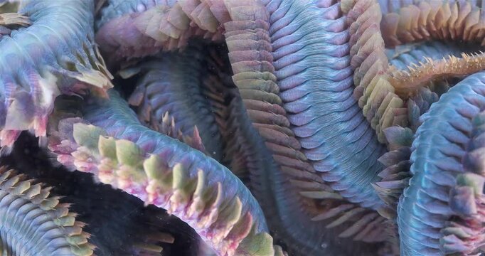 Worm Polychaeta Nereis virens (Alitta virens) from family Nereididae close-up. Many beautiful worms squirm. White Sea