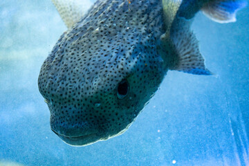 A close up of picture of a porcupine or puffer fish  in clear blue water