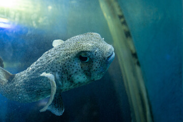 A close up of picture of a porcupine or puffer fish  in clear blue water © Arjun