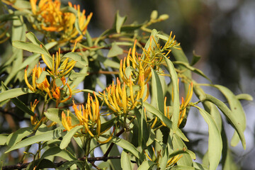 Yellow flowers and green leaves on a Mistletoe plant