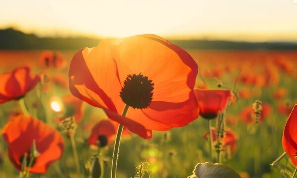 poppy field in the morning