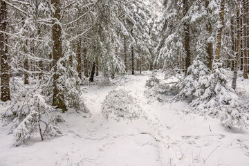 Path in a snowy winter forest