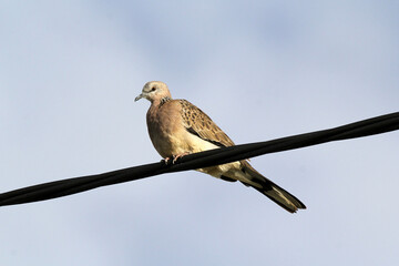Spotted Dove pigeon bird perched on a wire against a blue sky