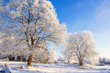 Winter landscape with hoarfrost on the trees a cold winter day