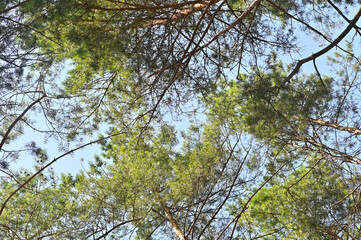 Visible blue sky through the branches of the pines in the forest