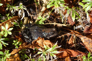 Common frog (Rana temporaria). Family true frogs (Ranidae). Between withered leaves in a Dutch garden in autum. October, Netherlands