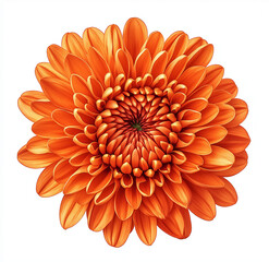 Rich orange chrysanthemum flower isolated on white background, featuring intricate petal details with a brilliant orange hue and subtle gradient, showcasing curling edges and vibrant textures