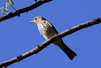 Female Rufous Whistler bird perched on a tree branch against a clear blue sky