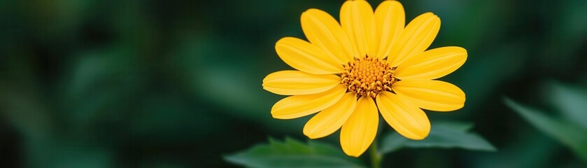 Yellow flower in bloom with sunlight filtering through, ultrarealistic detail of delicate petals and vibrant natural beauty