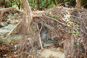 The path of the centaurs (after Cyclone Daniel) Portaria Pelion Greece