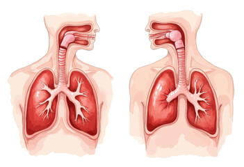 Human Respiratory System Anatomy Comparison