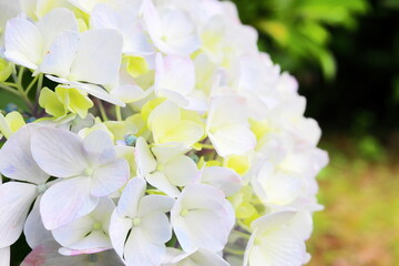 白色の紫陽花