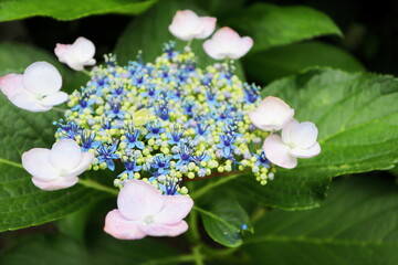 青と緑の両性花とピンクの装飾花のガクアジサイ