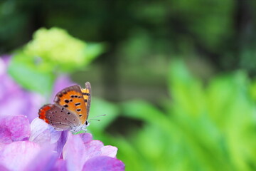 紫の紫陽花の蜜を吸うベニシジミ