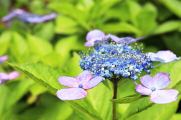青い両性花と赤紫の装飾花のガクアジサイ