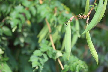 mud dauber perched on trumpet vine (campsis radicans) seed pod