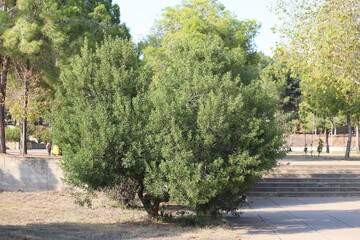 Pistacia lentiscus tree which is a dioecious evergreen shrub 

